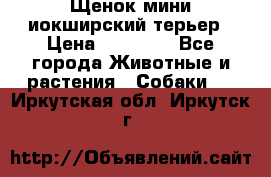 Щенок мини иокширский терьер › Цена ­ 10 000 - Все города Животные и растения » Собаки   . Иркутская обл.,Иркутск г.